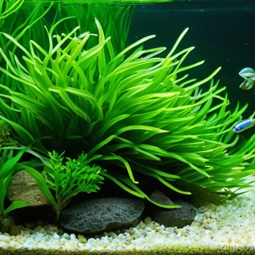 물고기 수족관 청소법 - **Prompt:** A vibrant, healthy freshwater aquarium teeming with life. Focus on a pristine aquascape ...