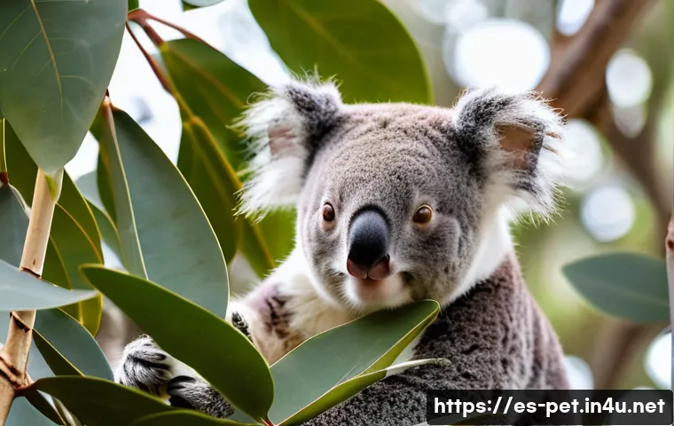 코알라 먹이 섭취량 - A detailed close-up scene of a koala sitting peacefully in a eucalyptus tree, carefully selecting an...