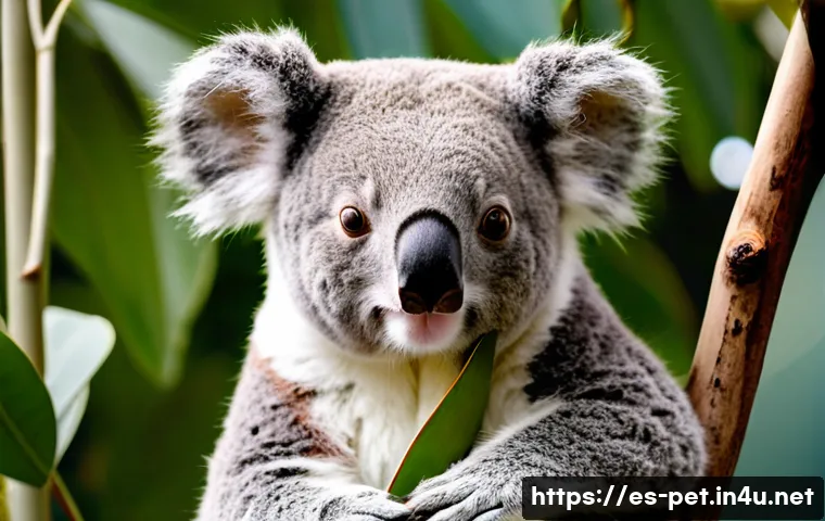 코알라 먹이 섭취량 관련 이미지 2